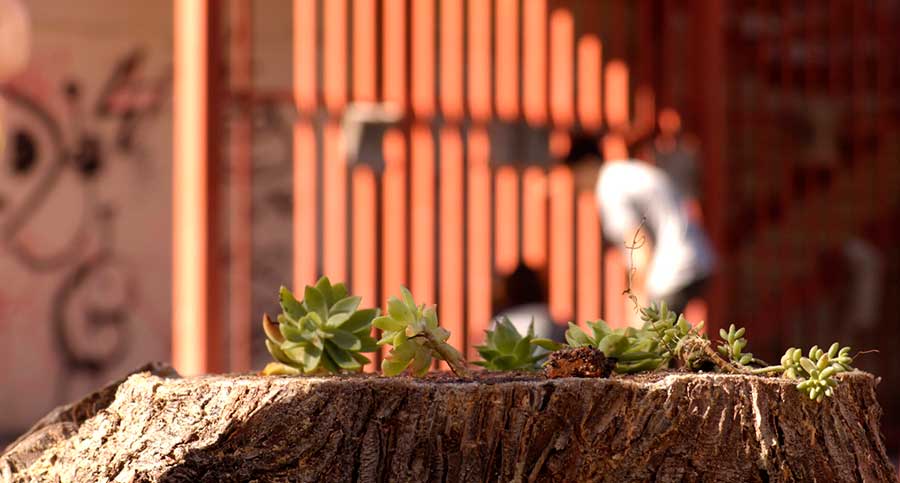 detalle jardín