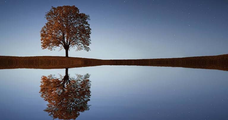 Arbol solitario y su reflejo en paisaje